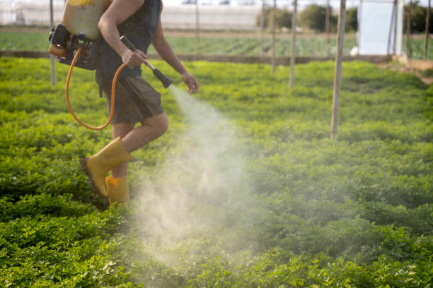 Best Wasp Removal Services  in Minerva Park, OH