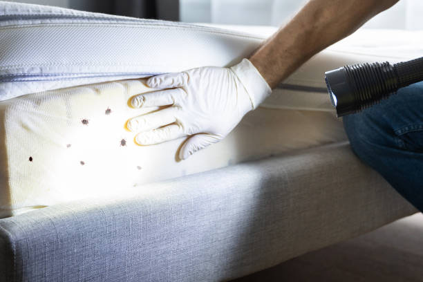 Best Local Pest Control Services  in Minerva Park, OH