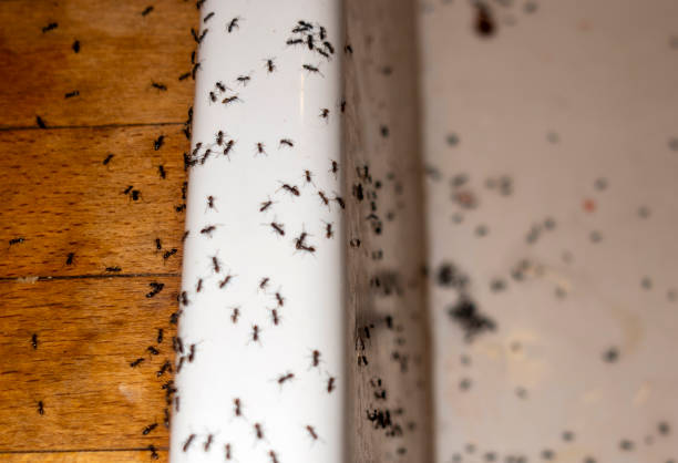 Best Termite Control Services  in Minerva Park, OH